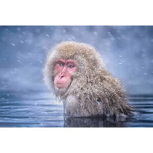 Umělecká fotografie Snow Monkey, Max Wang, (40 x 26.7 cm)