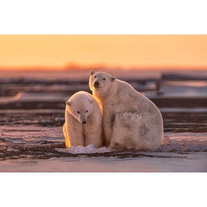 Umělecká fotografie Polar bears at sunset, Max Wang, (40 x 26.7 cm)