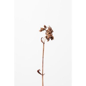 Umělecká fotografie Dried brown plant 2, Studio Collection, (26.7 x 40 cm)