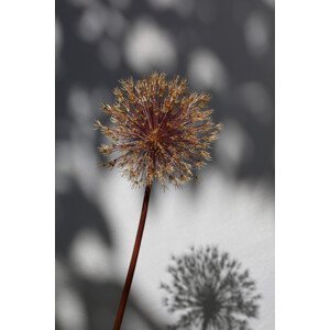 Umělecká fotografie Withered flower, seed house 1, Studio Collection, (26.7 x 40 cm)