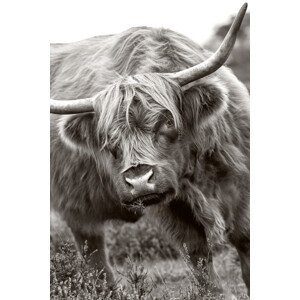Umělecká fotografie The Bull, Jacky Parker, (26.7 x 40 cm)