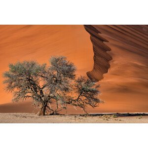 Umělecká fotografie Acacia in the desert, Luigi Ruoppolo, (40 x 26.7 cm)