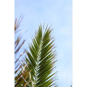 Umělecká fotografie Palm leaves 1, Veronika Boulová, (26.7 x 40 cm)