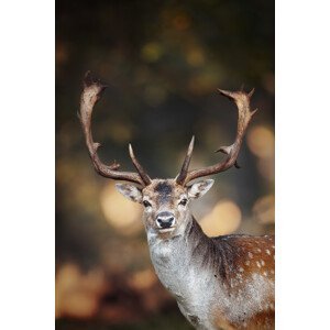 Umělecká fotografie Fallow deer in SApdra Lunden, Ottenby, Magnus Renmyr, (26.7 x 40 cm)