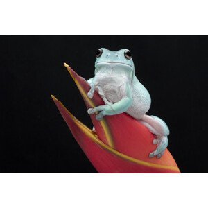 Umělecká fotografie Whites Tree Frog, Linda D Lester, (40 x 26.7 cm)