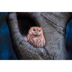 Umělecká fotografie Eastern Screech Owl (Red Morph), Max Wang, (40 x 26.7 cm)