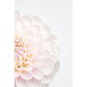 Umělecká fotografie Pink Flower No2, Studio Collection, (26.7 x 40 cm)
