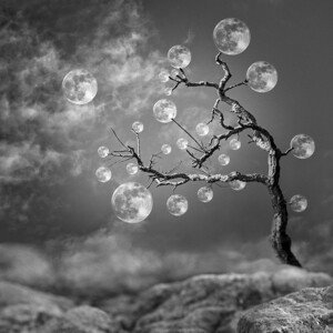 Umělecká fotografie The Moon Tree, Christian Marcel, (40 x 40 cm)