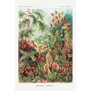 Plakát, Obraz - Ernst Haeckel - Laubmoose, (61 x 91.5 cm)
