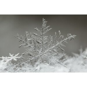 Umělecká fotografie Snowflake, Tsolmon Naidandorj, (40 x 26.7 cm)