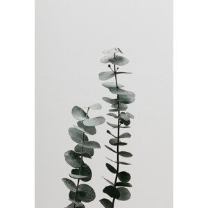 Umělecká fotografie Eucalyptus Natural 03, Studio Collection, (26.7 x 40 cm)