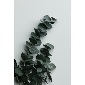 Umělecká fotografie Eucalyptus Wall 01, Studio Collection, (26.7 x 40 cm)