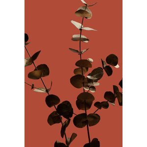 Umělecká fotografie Eucalyptus Gold Rust 01, Studio Collection, (26.7 x 40 cm)