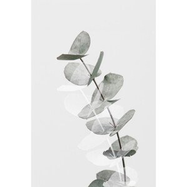 Ilustrace Eucalyptus Creative 05, Studio Collection, (26.7 x 40 cm)