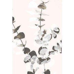 Ilustrace Eucalyptus Creative 12, Studio Collection, (26.7 x 40 cm)