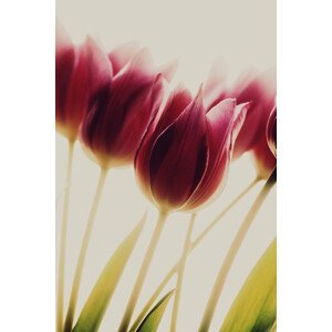 Umělecká fotografie tulips, Rosalinde Philippin-Lipscomb, (26.7 x 40 cm)