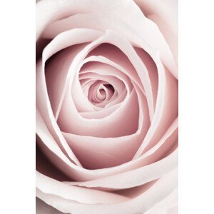 Umělecká fotografie Pink Rose No 1, Studio Collection, (26.7 x 40 cm)