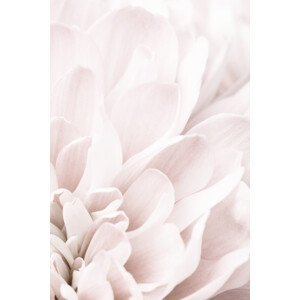 Umělecká fotografie Chrysanthemum No 04, Studio Collection, (26.7 x 40 cm)