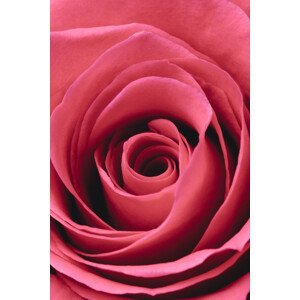 Umělecká fotografie Red Rose, Studio Collection, (26.7 x 40 cm)