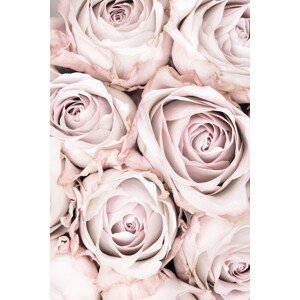 Umělecká fotografie Pink Roses No 01, Studio Collection, (26.7 x 40 cm)