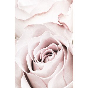 Umělecká fotografie Pink Rose No 05, Studio Collection, (26.7 x 40 cm)
