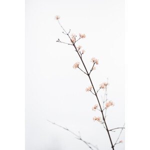 Umělecká fotografie Twig with small flowers, Studio Collection, (26.7 x 40 cm)