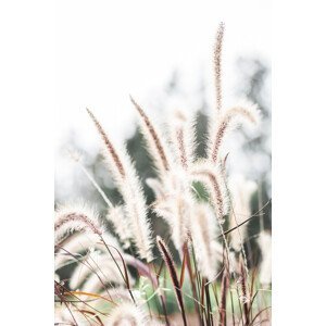 Umělecká fotografie Grass, Studio Collection, (26.7 x 40 cm)