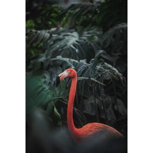 Umělecká fotografie Flamingo, Day vee, (26.7 x 40 cm)