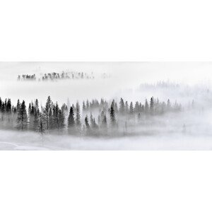 Umělecká fotografie Foggy Forest, Mei Xu, (50 x 21.1 cm)