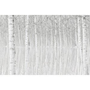 Umělecká fotografie Trees, Aglioni Simone, (40 x 26.7 cm)