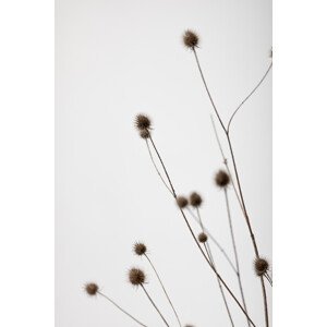 Umělecká fotografie Thistle Grey 01, Studio Collection, (26.7 x 40 cm)