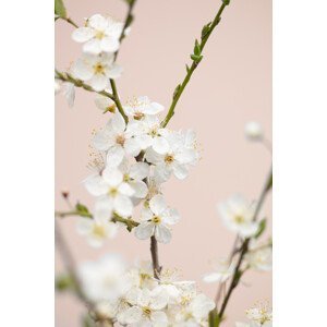 Umělecká fotografie Cherry tree flowers, Studio Collection, (26.7 x 40 cm)