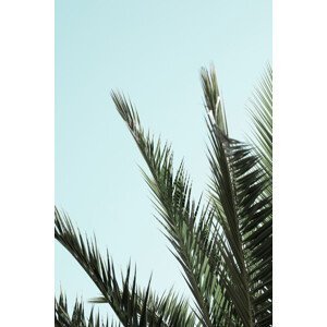 Umělecká fotografie Palm leaves and sky_2, Studio Collection, (26.7 x 40 cm)