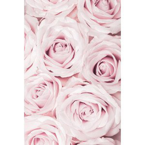 Umělecká fotografie Pink Roses No 02, Studio Collection, (26.7 x 40 cm)