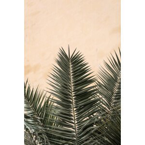 Umělecká fotografie Palm leaves and wall 1, Studio Collection, (26.7 x 40 cm)