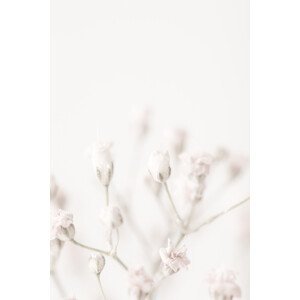 Umělecká fotografie Pink Small Flowers, Studio Collection, (26.7 x 40 cm)