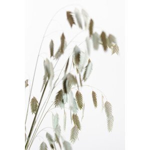 Umělecká fotografie Dried Grass natural, Studio Collection, (26.7 x 40 cm)