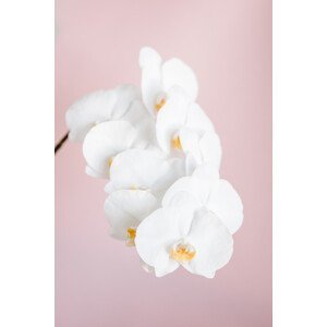 Umělecká fotografie Orchid 2, Studio Collection, (26.7 x 40 cm)