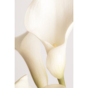Umělecká fotografie White Calla Lily No 2, Studio Collection, (26.7 x 40 cm)