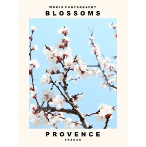 Umělecká fotografie Blossoms (Provence, France), (30 x 40 cm)