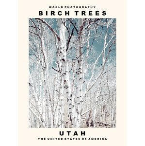 Umělecká fotografie Birch Trees (Utah, USA), (30 x 40 cm)