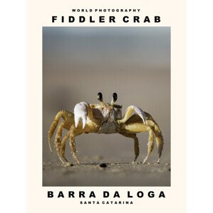 Umělecká fotografie Fiddler Crab (Barra Da Loga, Santa Catarina), (30 x 40 cm)