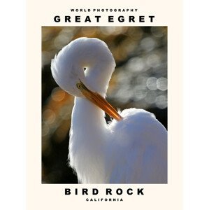 Umělecká fotografie Great Egret (Bird Rock, California), (30 x 40 cm)