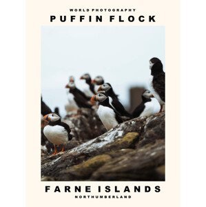 Umělecká fotografie Puffin Flock (Farne Islands, Northumberland), (30 x 40 cm)