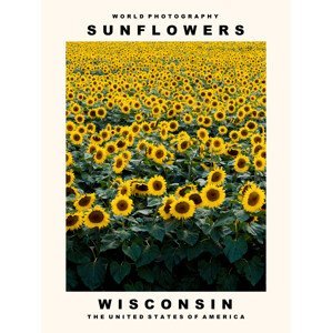Umělecká fotografie Sunflowers (Wisconsin, USA), (30 x 40 cm)