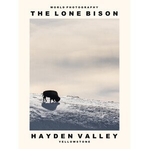 Umělecká fotografie The Lone Bison (Hayden Valley, Yellowstone), (30 x 40 cm)