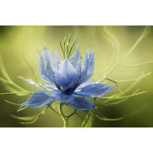 Umělecká fotografie Nigella, Mandy Disher, (40 x 26.7 cm)