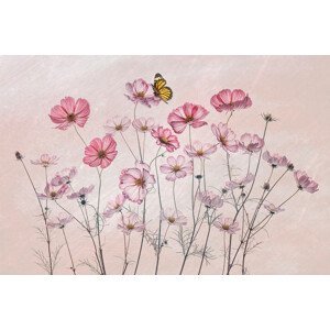 Umělecká fotografie Cosmos and Butterfly, Lydia Jacobs, (40 x 26.7 cm)