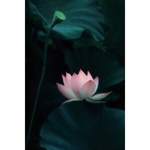 Umělecká fotografie Lotus Flower, Catherine W., (26.7 x 40 cm)