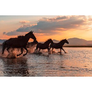 Umělecká fotografie WATER HORSES, BARKAN TEKDOGAN, (40 x 26.7 cm)